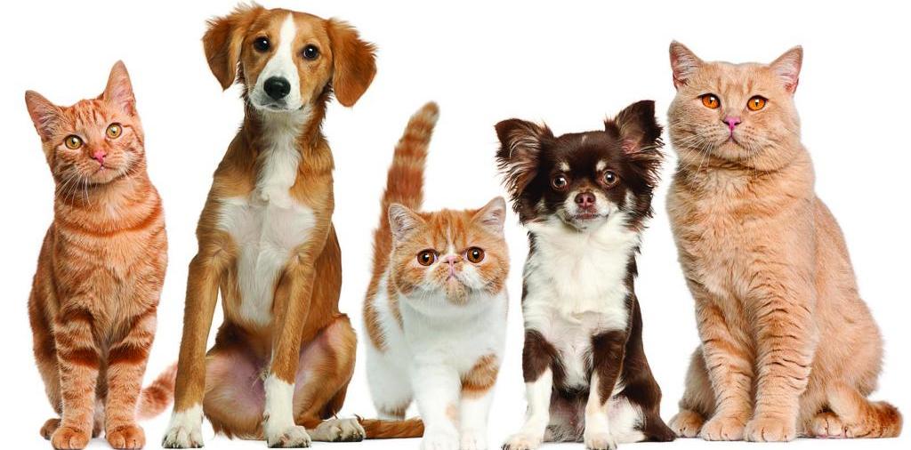 Доска объявлений о животных | ЗооТом - продажа, вязка и услуги для животных в Апрелевке