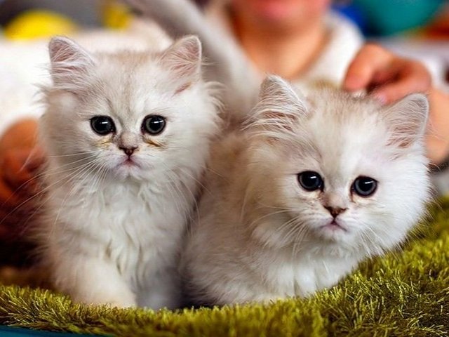 Породы кошек в Апрелевке | ЗооТом портал о животных