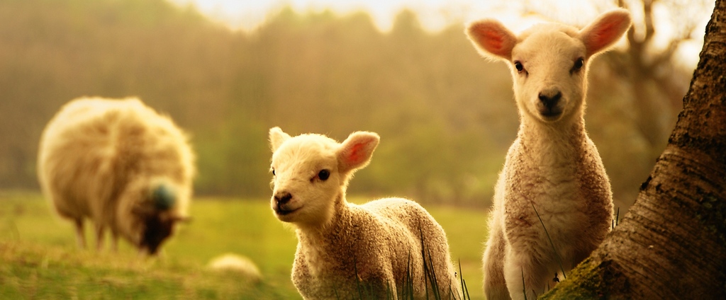 Объявления о сельскохозяйственных животных | ЗооТом - продажа, вязка и услуги для животных в Апрелевке