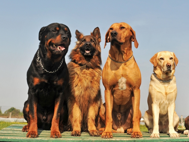 Крупные породы собак в Апрелевке | ЗооТом портал о животных
